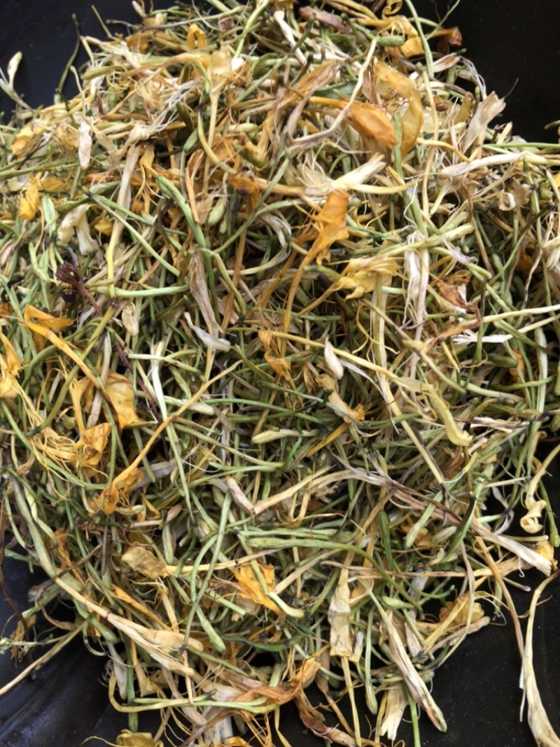 中药材金银花