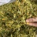 中药材金银花