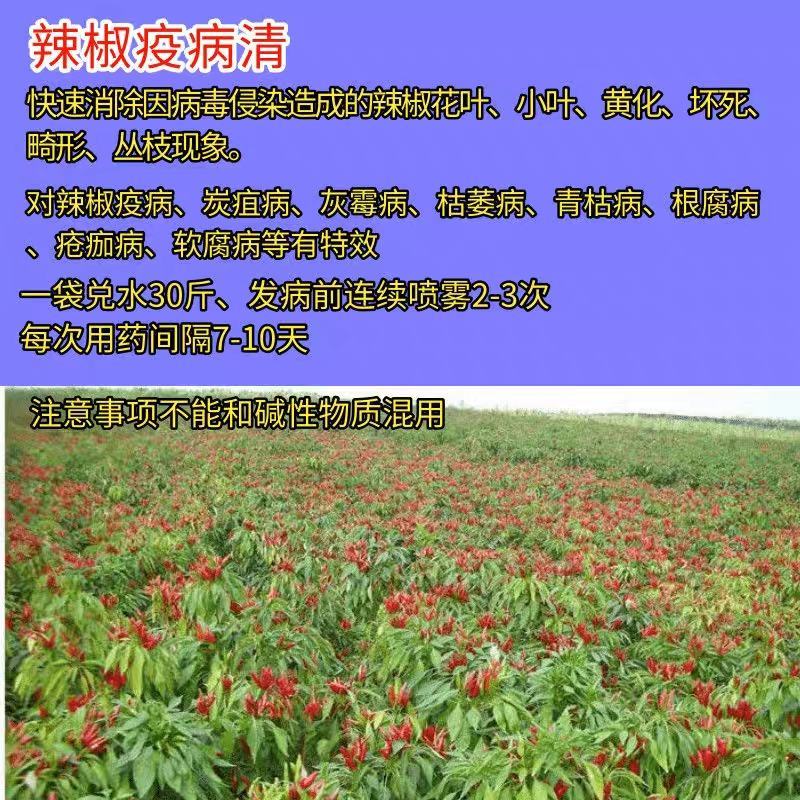 辣椒疫病清炭疽灰霉枯萎青枯根腐疮痂软腐疫病病毒细黄链