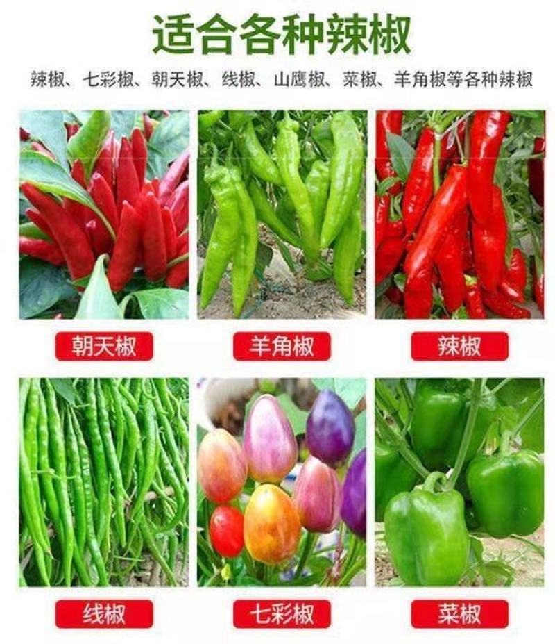 辣椒疫病清炭疽灰霉枯萎青枯根腐疮痂软腐疫病病毒细黄链