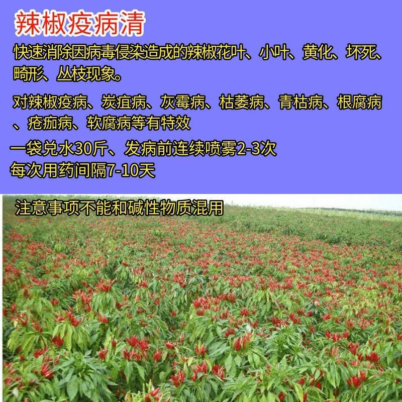辣椒疫病清炭疽灰霉枯萎青枯根腐疮痂软腐疫病病毒细黄链