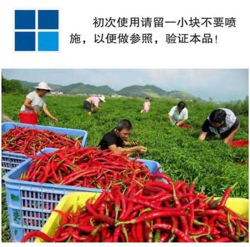 辣椒疫病清炭疽灰霉枯萎青枯根腐疮痂软腐疫病病毒细黄链