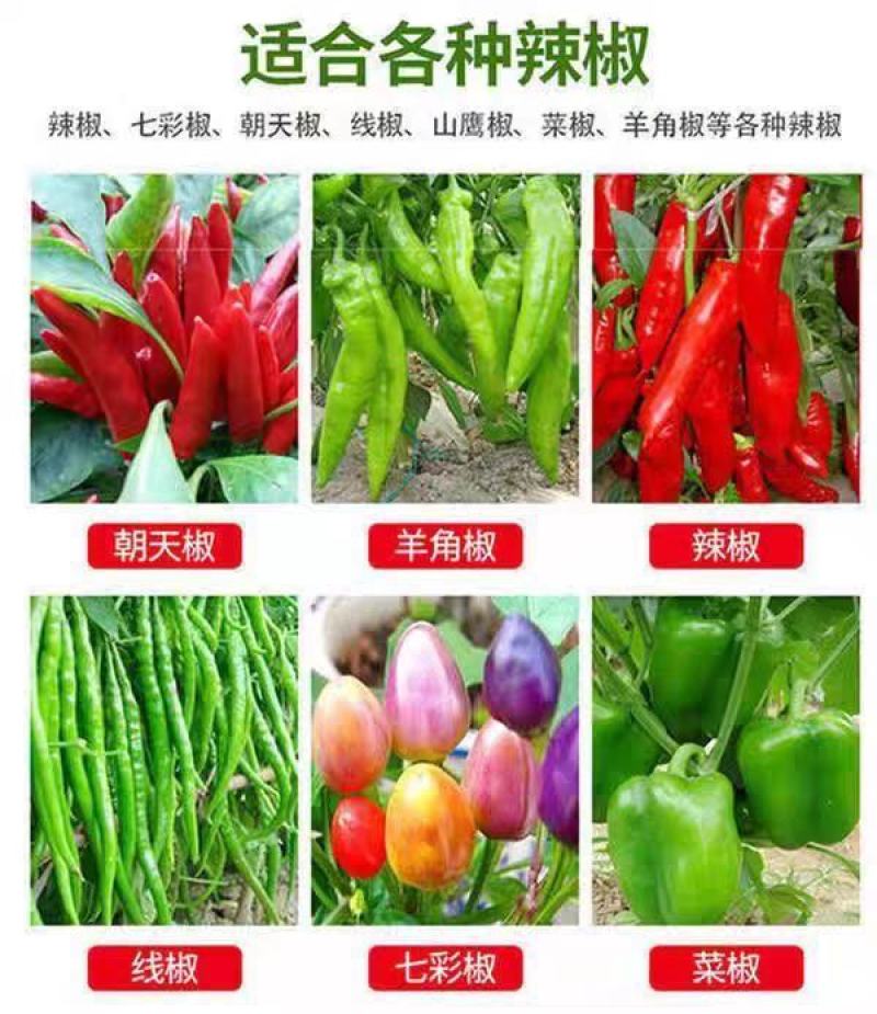 辣椒疫病清炭疽灰霉枯萎青枯根腐疮痂软腐疫病病毒细黄链