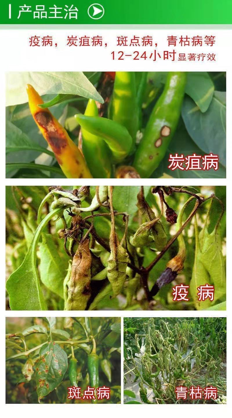 辣椒疫病清炭疽灰霉枯萎青枯根腐疮痂软腐疫病病毒细黄链