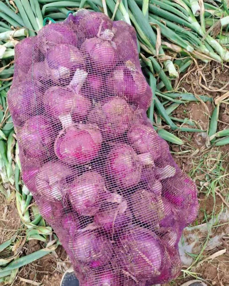红皮洋葱