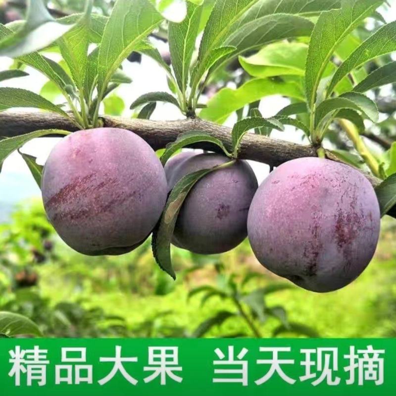 云南电商果李子昭通精品五月脆李子货源充足欢迎来电咨询订购