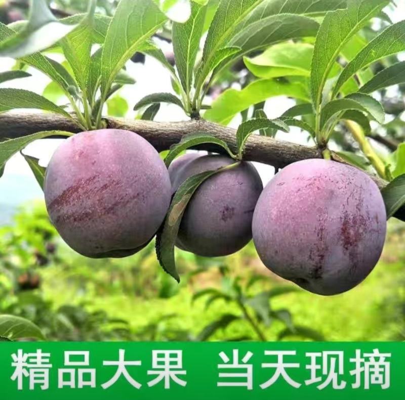 云南电商果李子昭通精品五月脆李子货源充足欢迎来电咨询订购