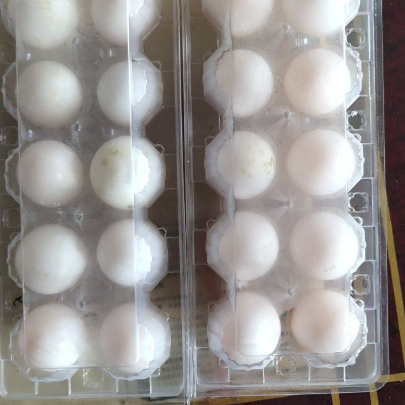 乳鸽