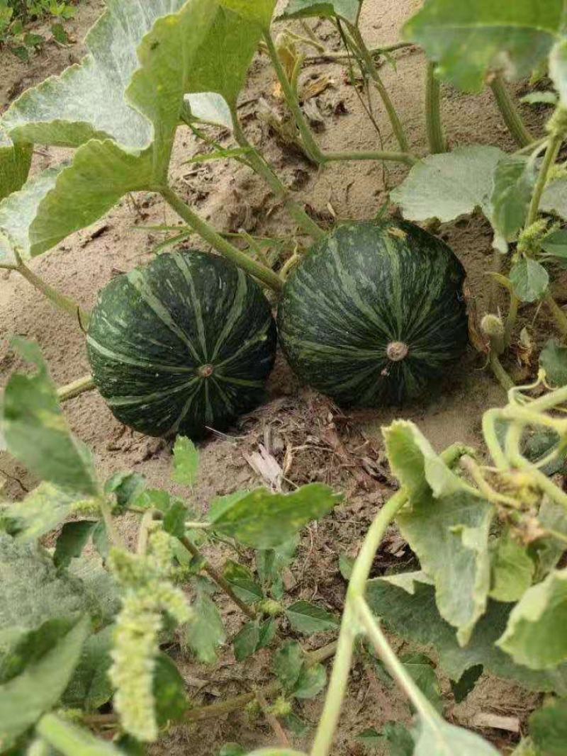 江苏贝贝花板栗南瓜产地直发，市场货，电商货欢迎前来咨询