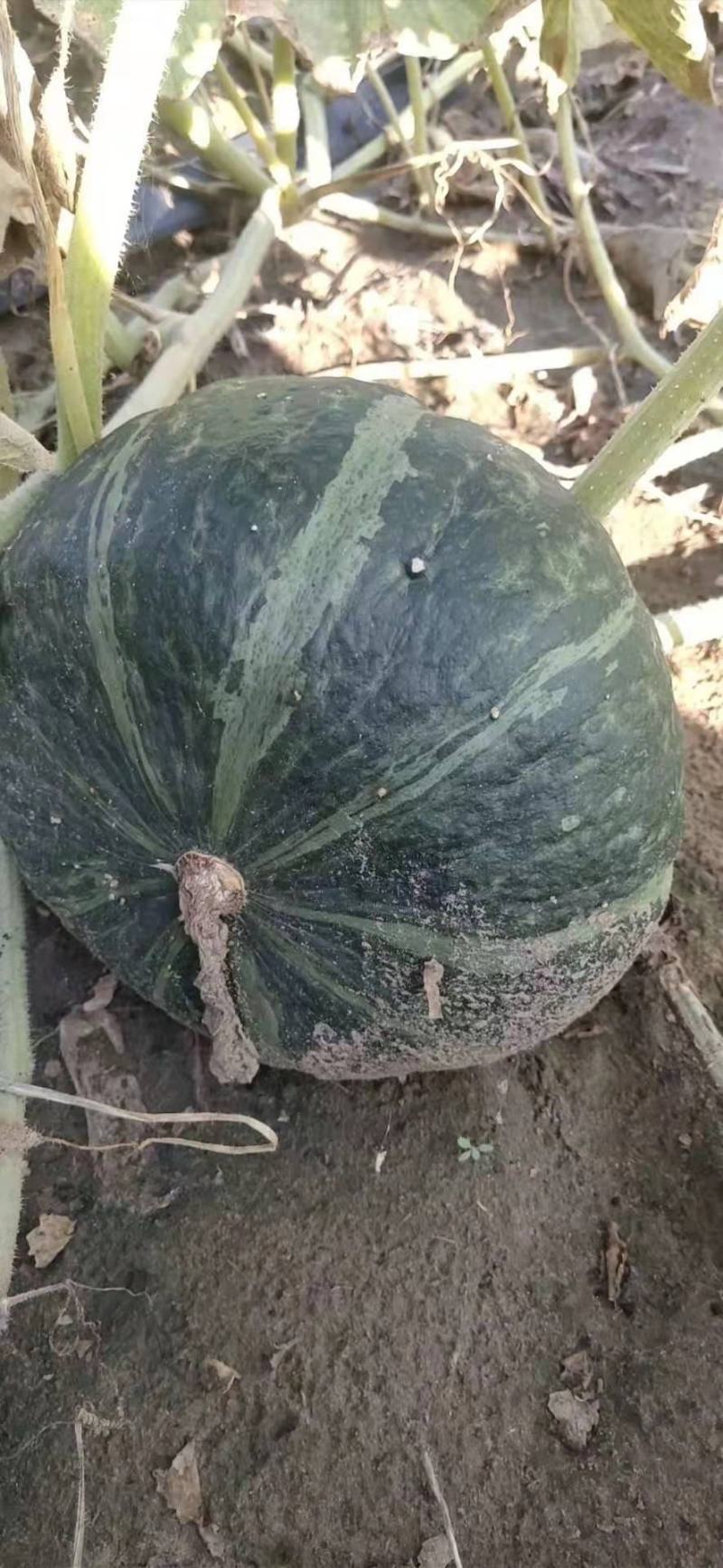 江苏贝贝花板栗南瓜产地直发，市场货，电商货欢迎前来咨询