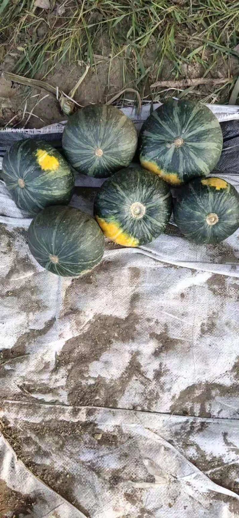 江苏贝贝花板栗南瓜产地直发，市场货，电商货欢迎前来咨询