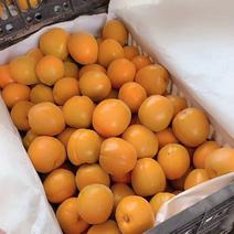 河北晋州杏菜籽黄杏凯特杏、金太阳杏大量上市中电商货市场