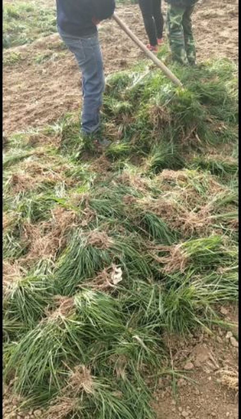 麦冬草产地批发，一手货源，价格美丽动人
