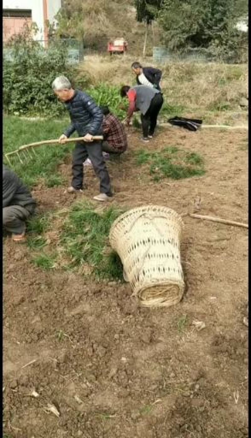 麦冬草产地批发，一手货源，价格美丽动人