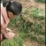 麦冬草产地批发，一手货源，价格美丽动人