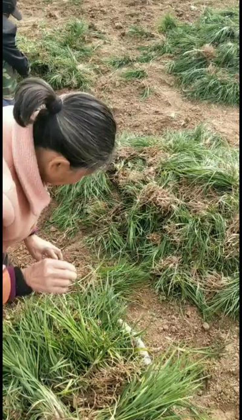 麦冬草产地批发，一手货源，价格美丽动人
