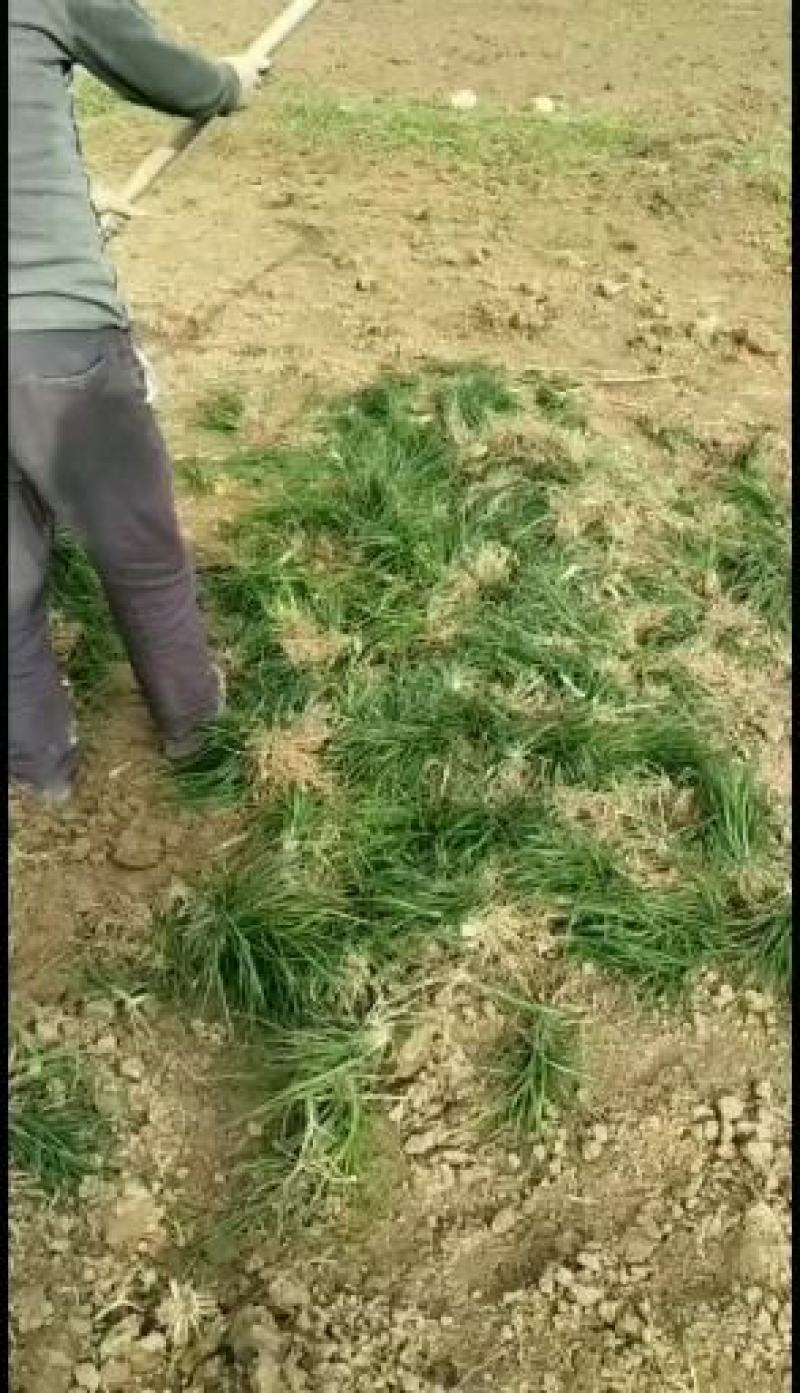 麦冬草产地批发，一手货源，价格美丽动人