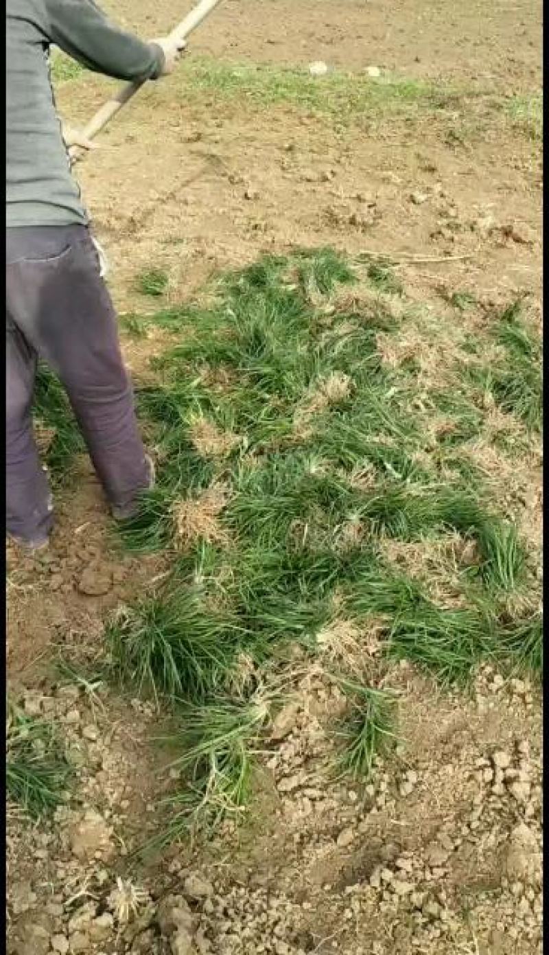 麦冬草产地批发，一手货源，价格美丽动人