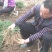 麦冬草产地批发，一手货源，价格美丽动人