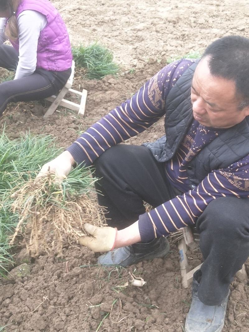 麦冬草产地批发，一手货源，价格美丽动人
