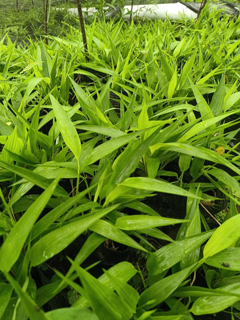 淡竹叶种苗批发基地常年大量提供