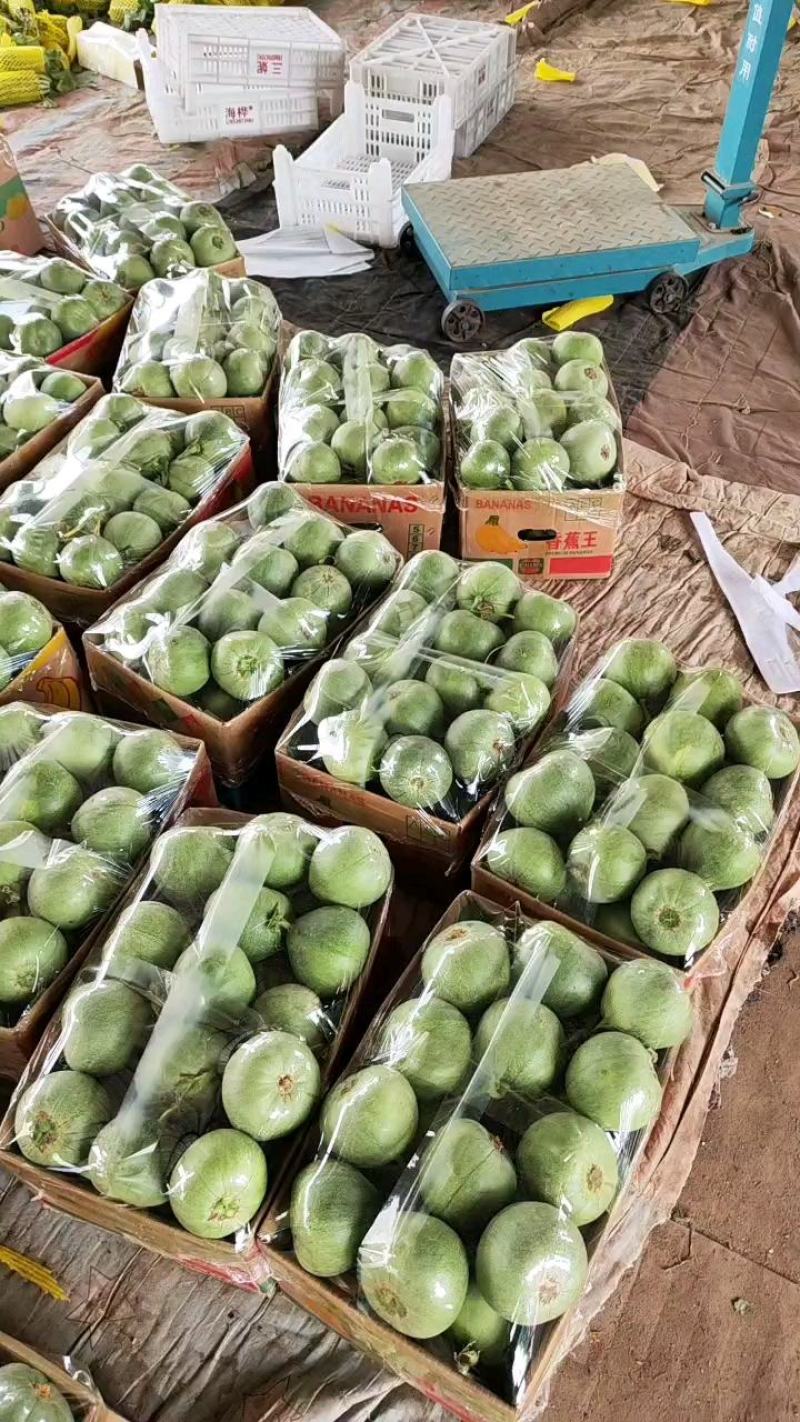 【精品绿宝石甜瓜】山东费县大量上市货源充足价格优惠