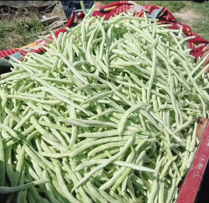 辽宁白芸豆精品白不老基地直发物美价廉可对接全国