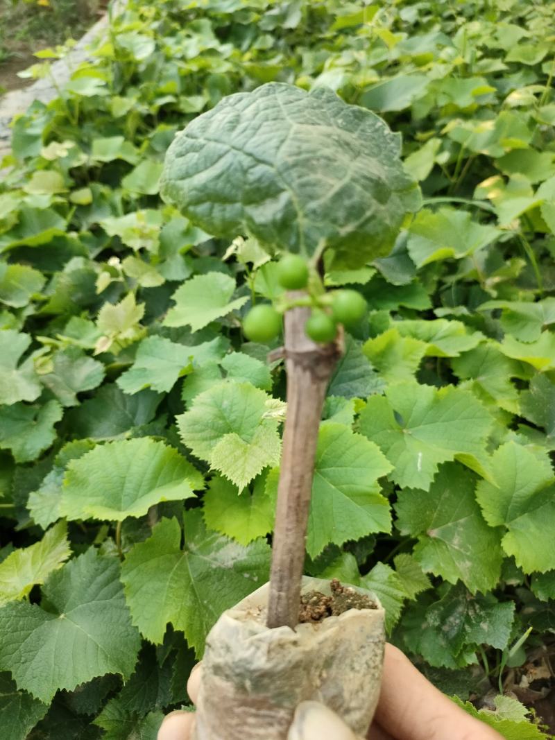 北冰红酒葡葡苗，抗低温，北方冬天不用下架，抗寒抗旱，丰产