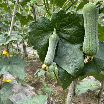 香丝瓜肉丝瓜鲜花丝瓜川内种业资源齐全商超供应稳定