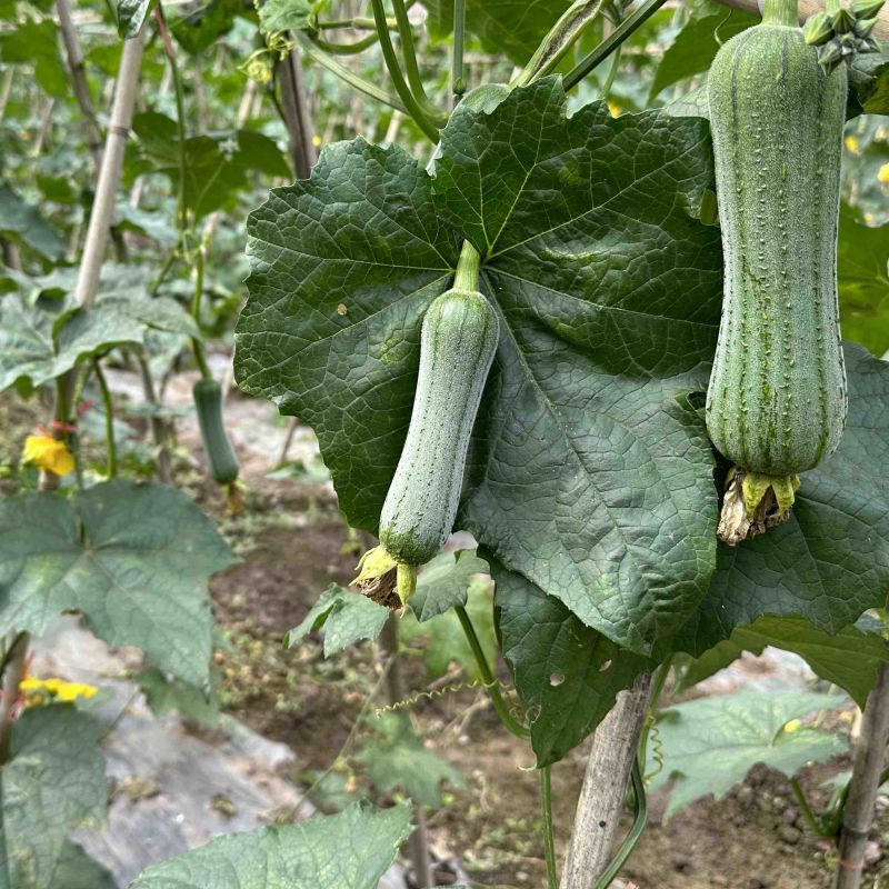 香丝瓜肉丝瓜鲜花丝瓜川内种业资源齐全商超供应稳定