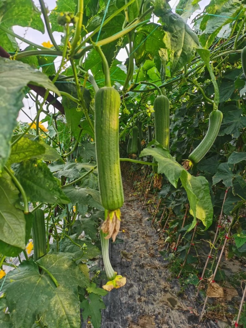 香丝瓜肉丝瓜鲜花丝瓜川内种业资源齐全商超供应稳定