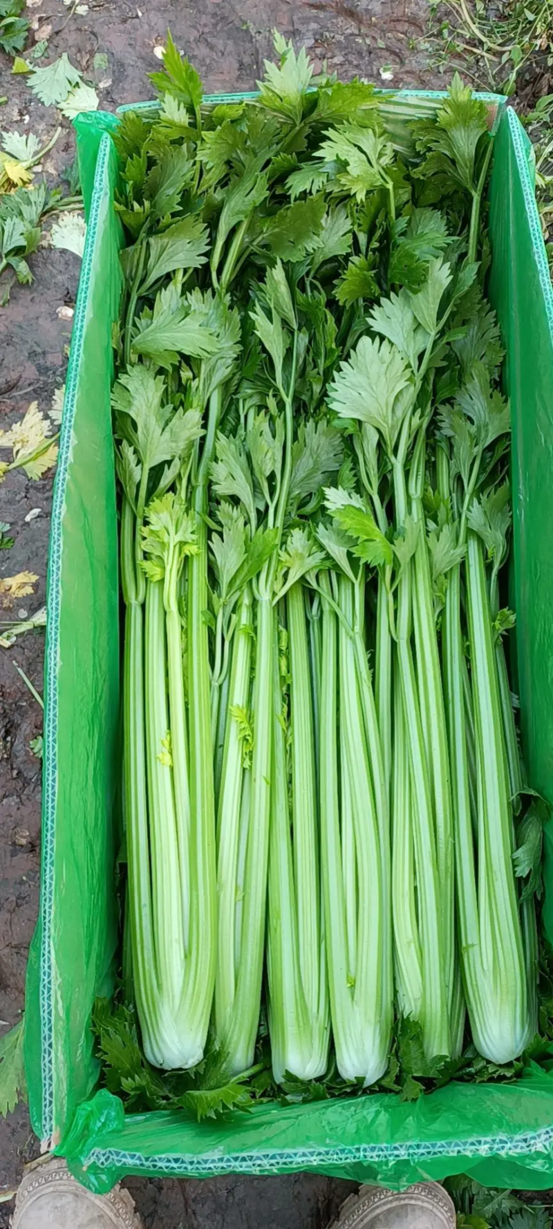 芹菜优质河北西芹批发市场货源充足质量保证价格便宜量大从优