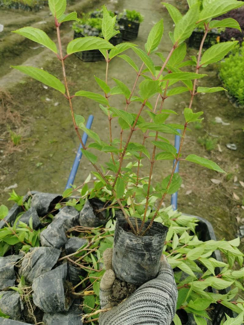 圆锥木绣球小苗，圆锥木本绣球小苗，基地批发