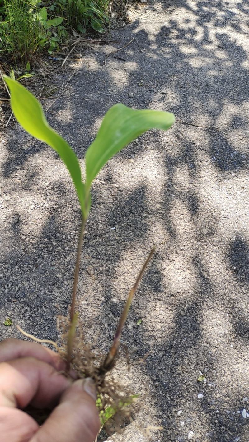 铃兰铃兰花芽电商款大量供应