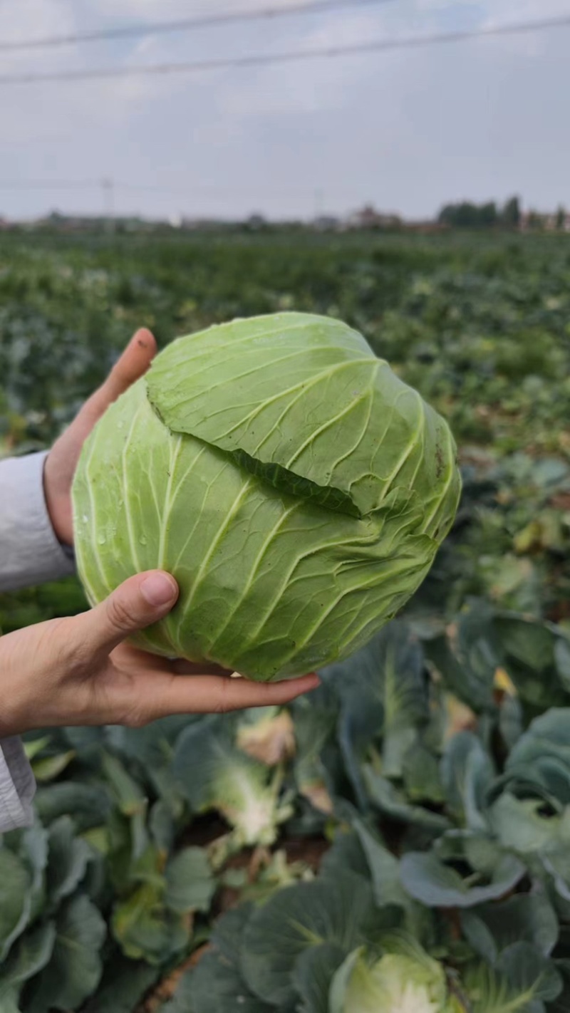 包菜扁包菜京丰一号奥奇娜圆包菜产地发货