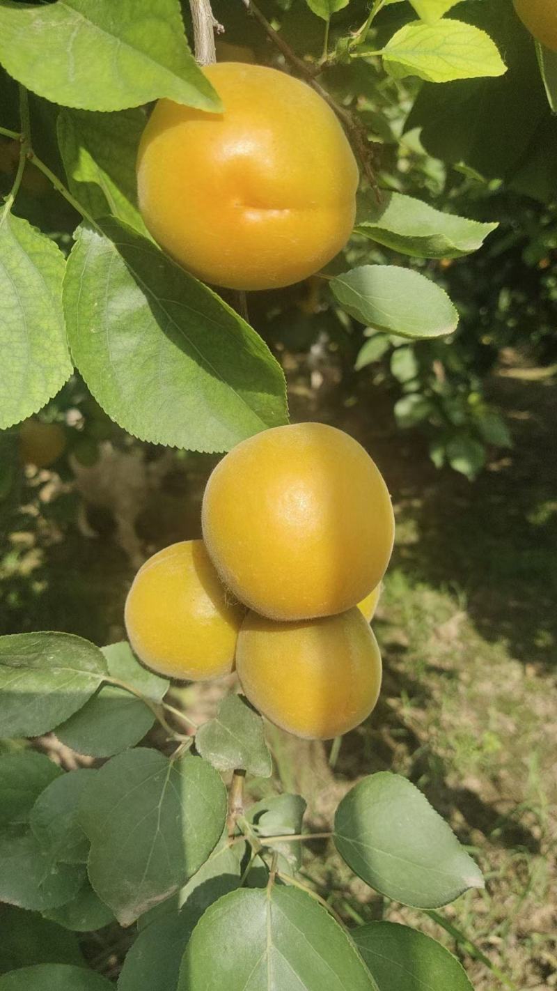 金太阳杏大量上市一手货源保证质量量大从优