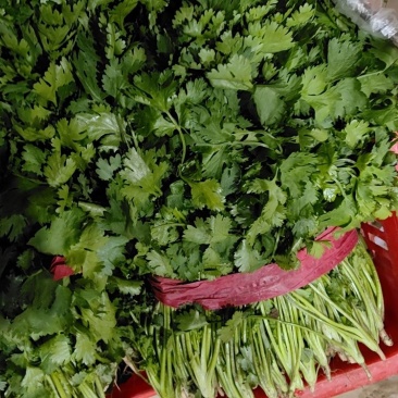 精品美国大叶香菜大量上市中，有需要的老板联系