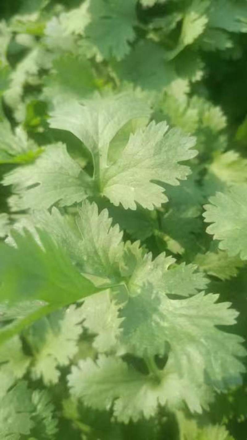 精品美国大叶香菜大量上市中，有需要的老板联系