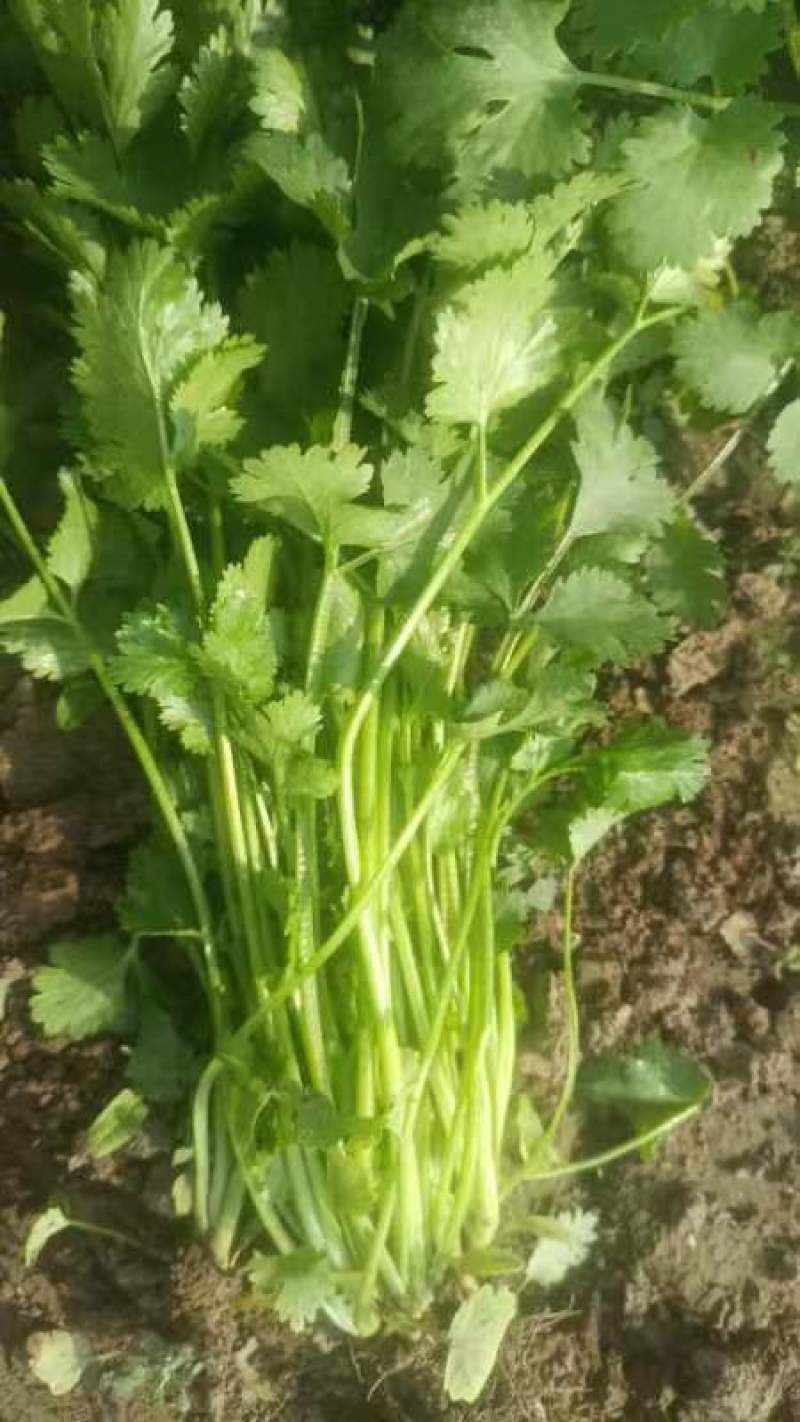 精品美国大叶香菜大量上市中，有需要的老板联系