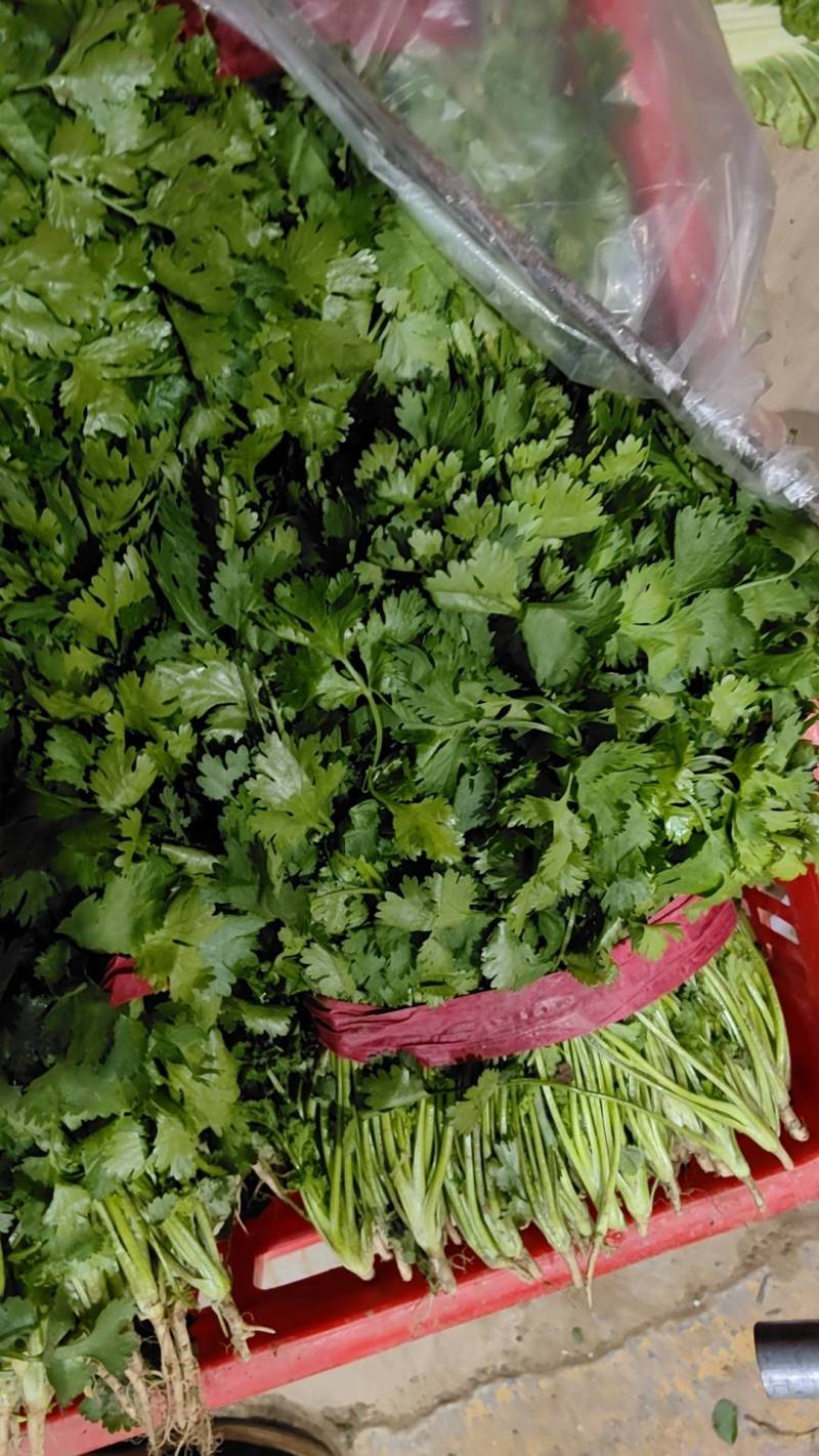 精品美国大叶香菜大量上市中，有需要的老板联系