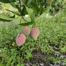 云南红河县贵妃芒市和台农。