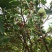 湛江遂溪县《领南莲雾》三泰农场出品，欢迎各位老板选购