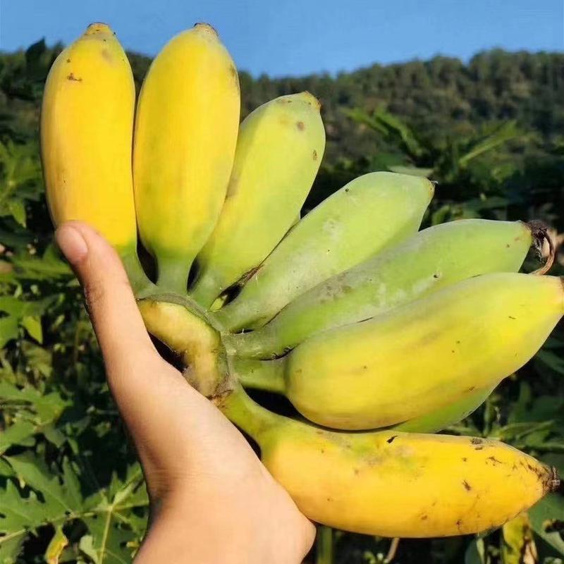 【精选】精品粉蕉大量供应视频看货规格齐全软糯香甜荐