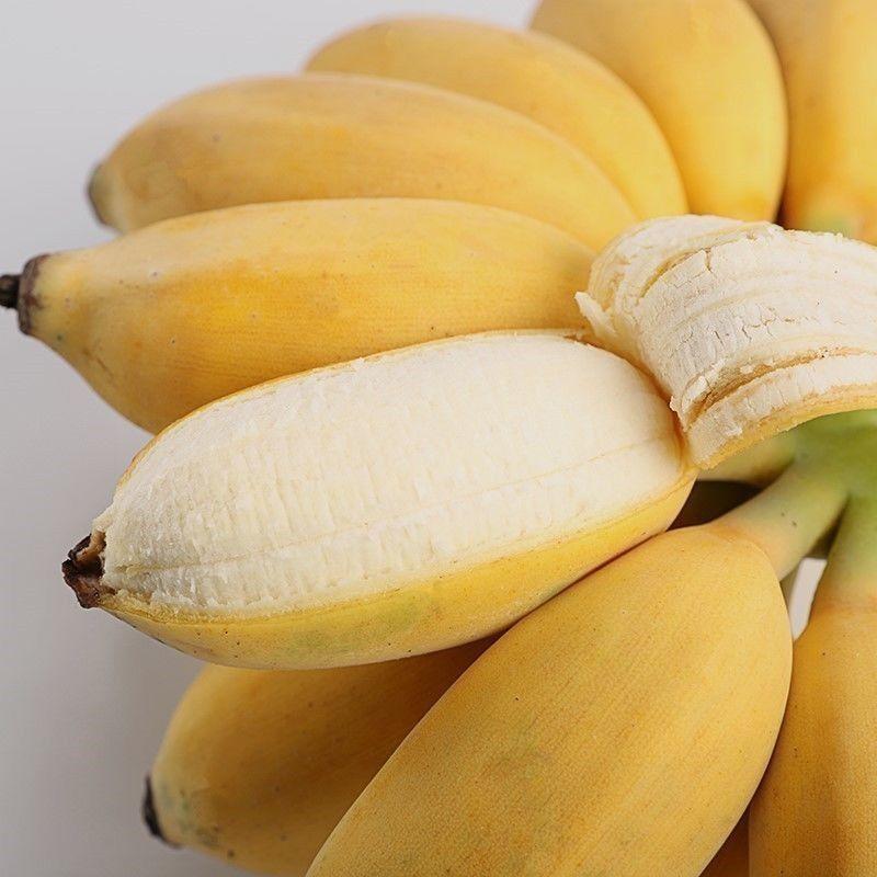 【精选】精品粉蕉大量供应视频看货规格齐全软糯香甜荐