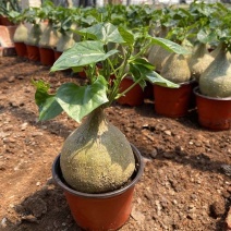 银叶睡布袋葫芦科块根多肉植物好养耐旱室内净化空气趣味爬藤