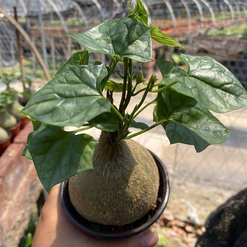 银叶睡布袋葫芦科块根多肉植物好养耐旱室内净化空气趣味爬藤