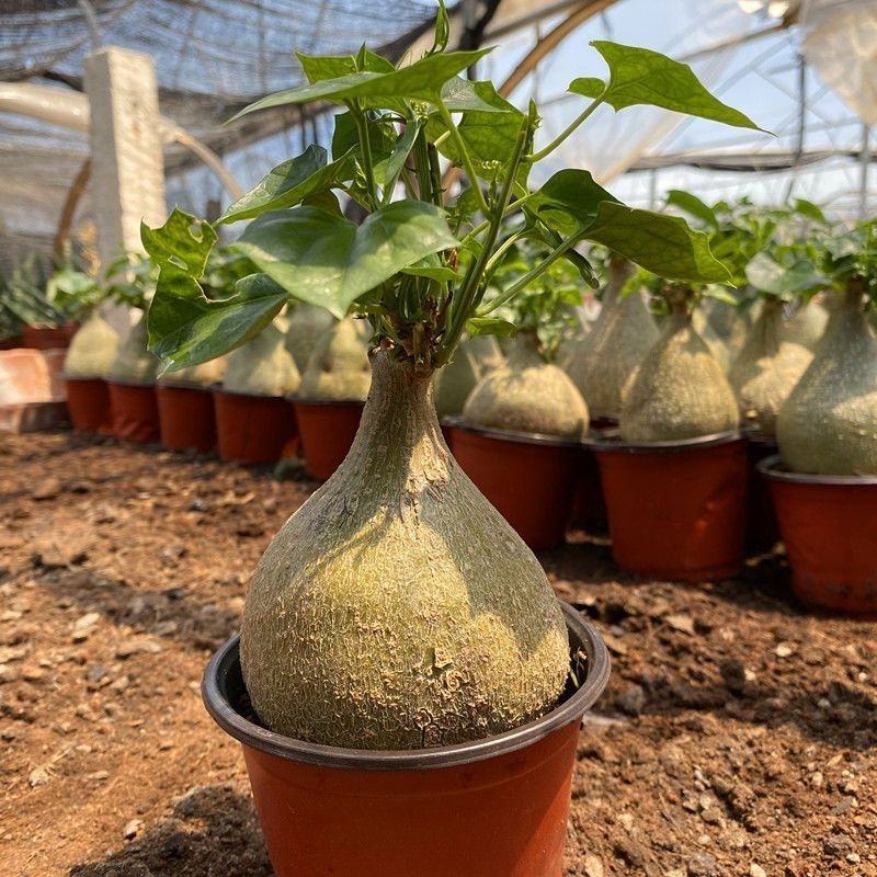 银叶睡布袋葫芦科块根多肉植物好养耐旱室内净化空气趣味爬藤