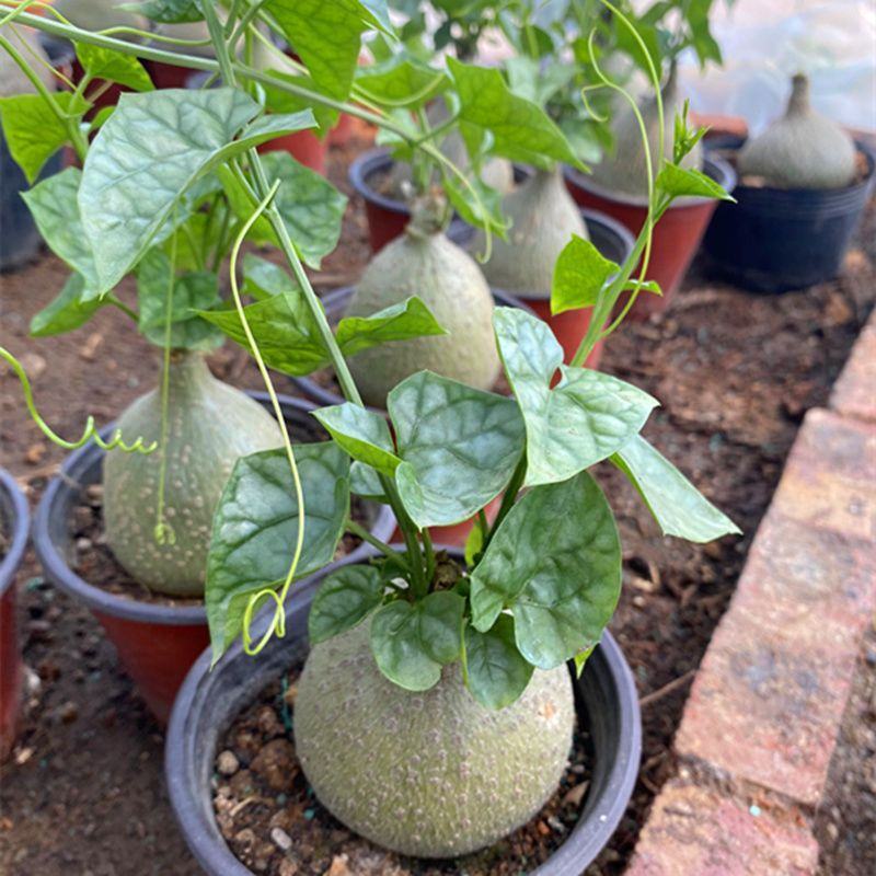 银叶睡布袋葫芦科块根多肉植物好养耐旱室内净化空气趣味爬藤