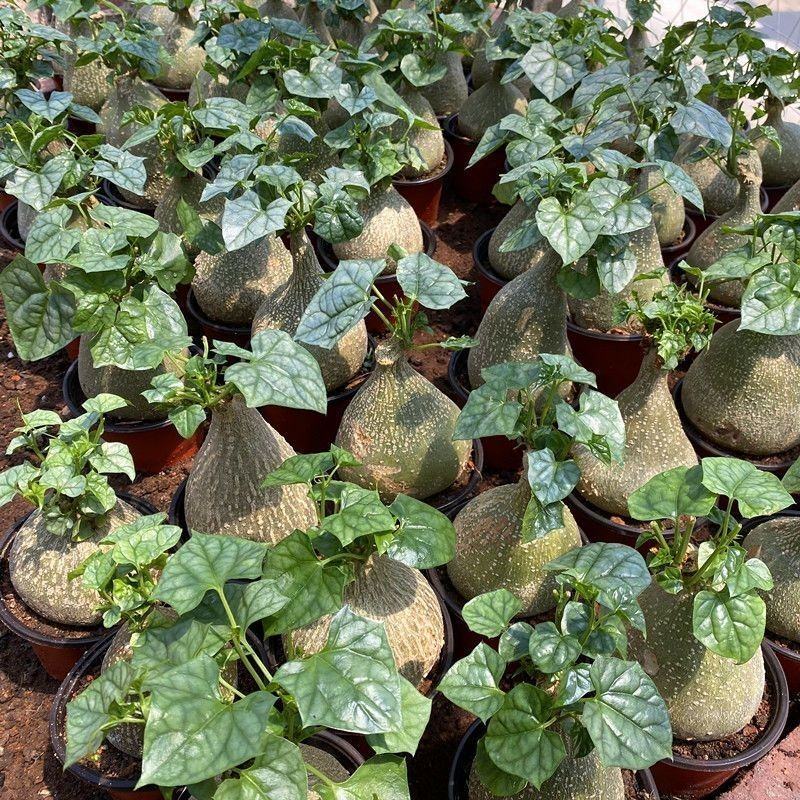 银叶睡布袋葫芦科块根多肉植物好养耐旱室内净化空气趣味爬藤