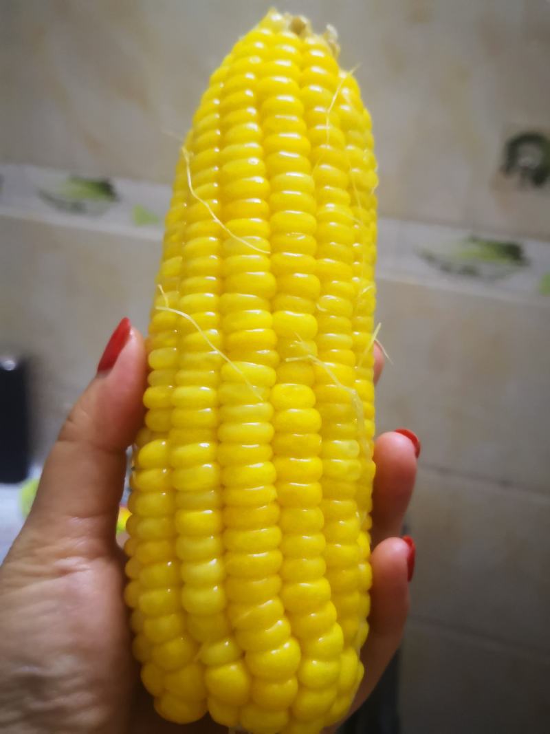 广西甜玉米大量上市
